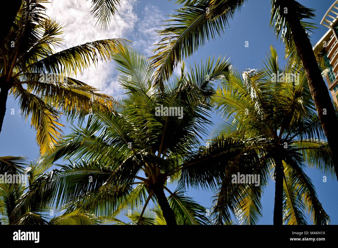 Vacation into the tropics. Stock Photo