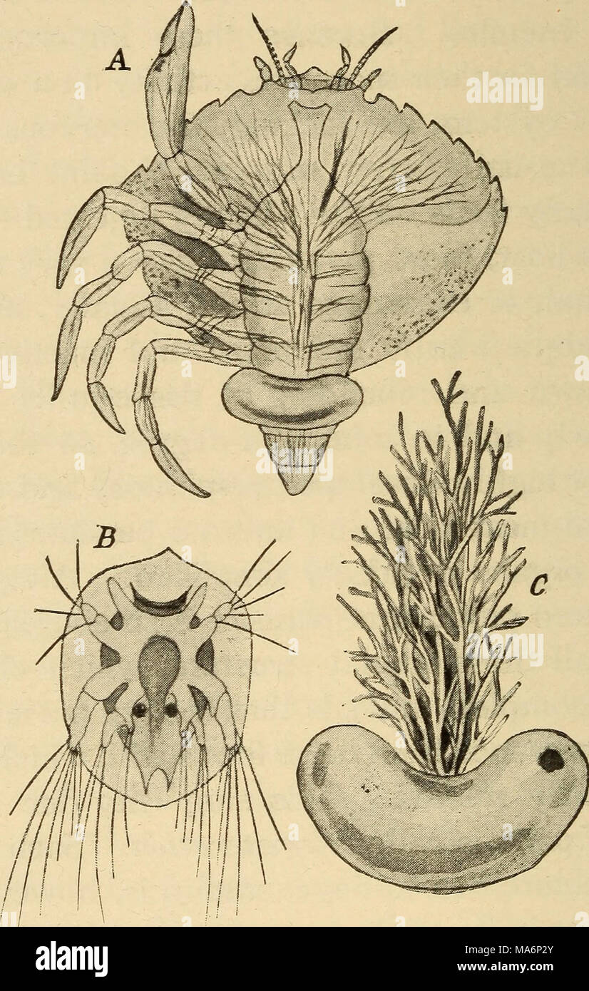 . Elementary zoology Stock Photo Alamy