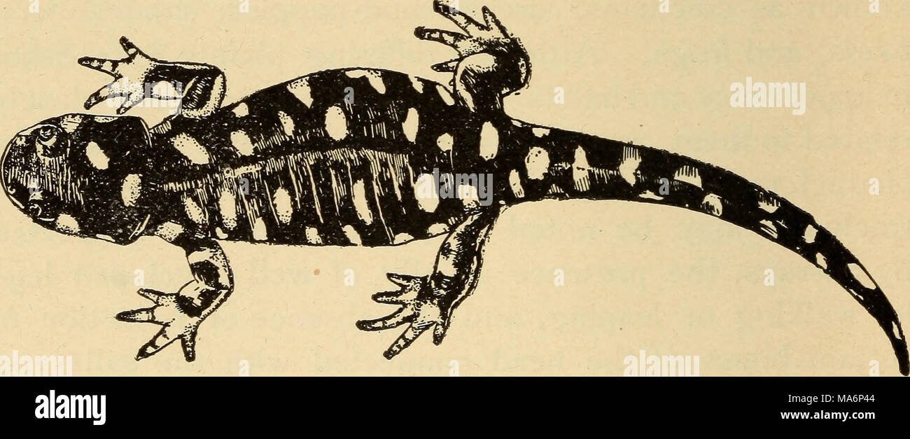 . Elementary zoology Stock Photo Alamy