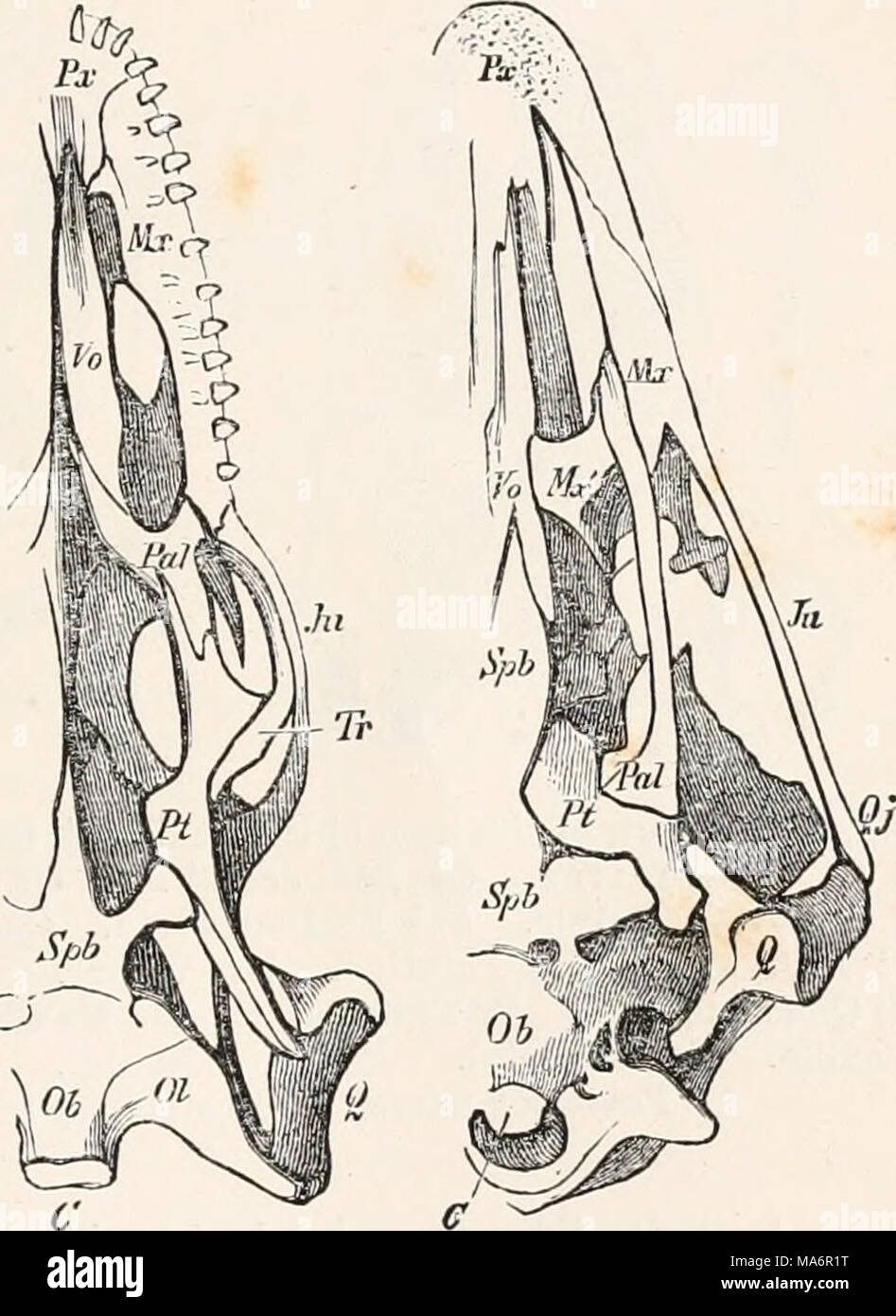 . Elements of comparative anatomy Stock Photo Alamy