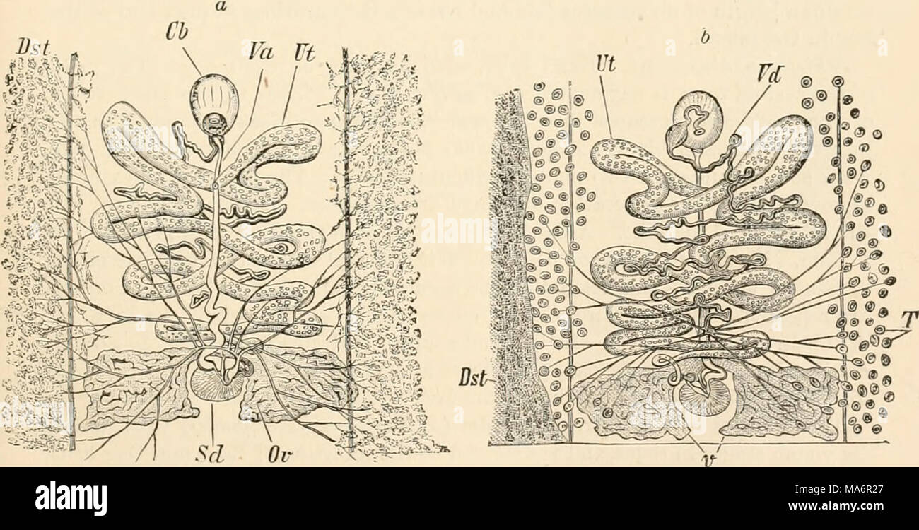 Text book of vertebrate zoology. Vertebrates; Anatomy, Comparative