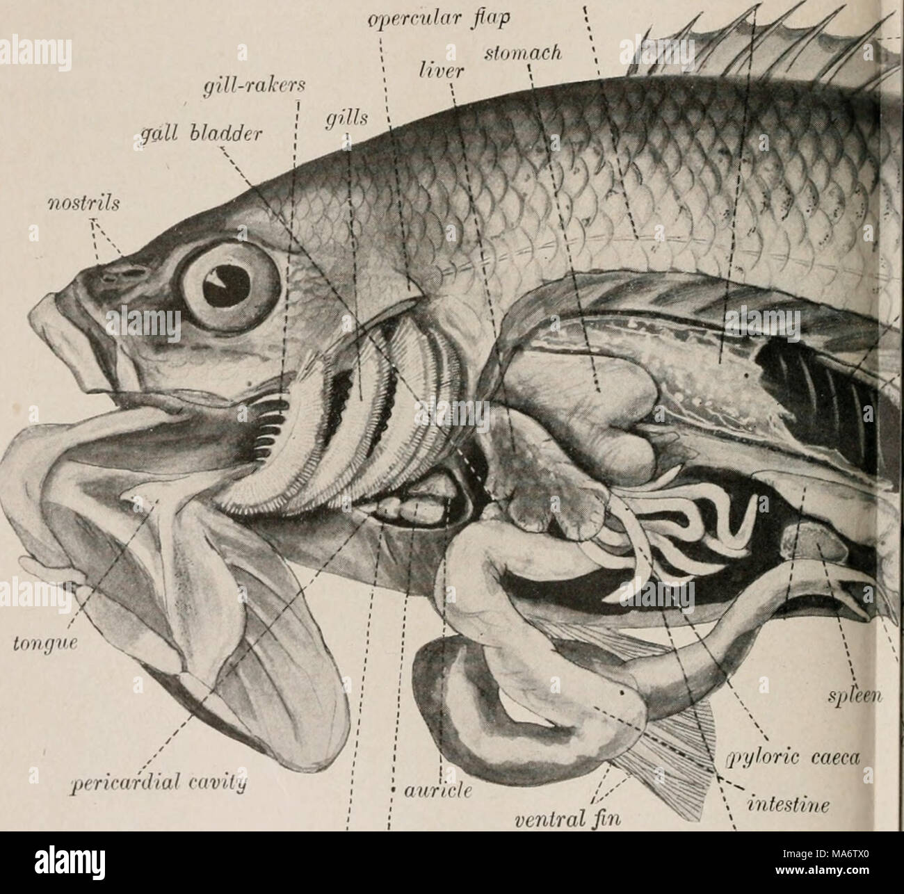 . Elementary textbook of economic zoology and entomology Stock Photo ...