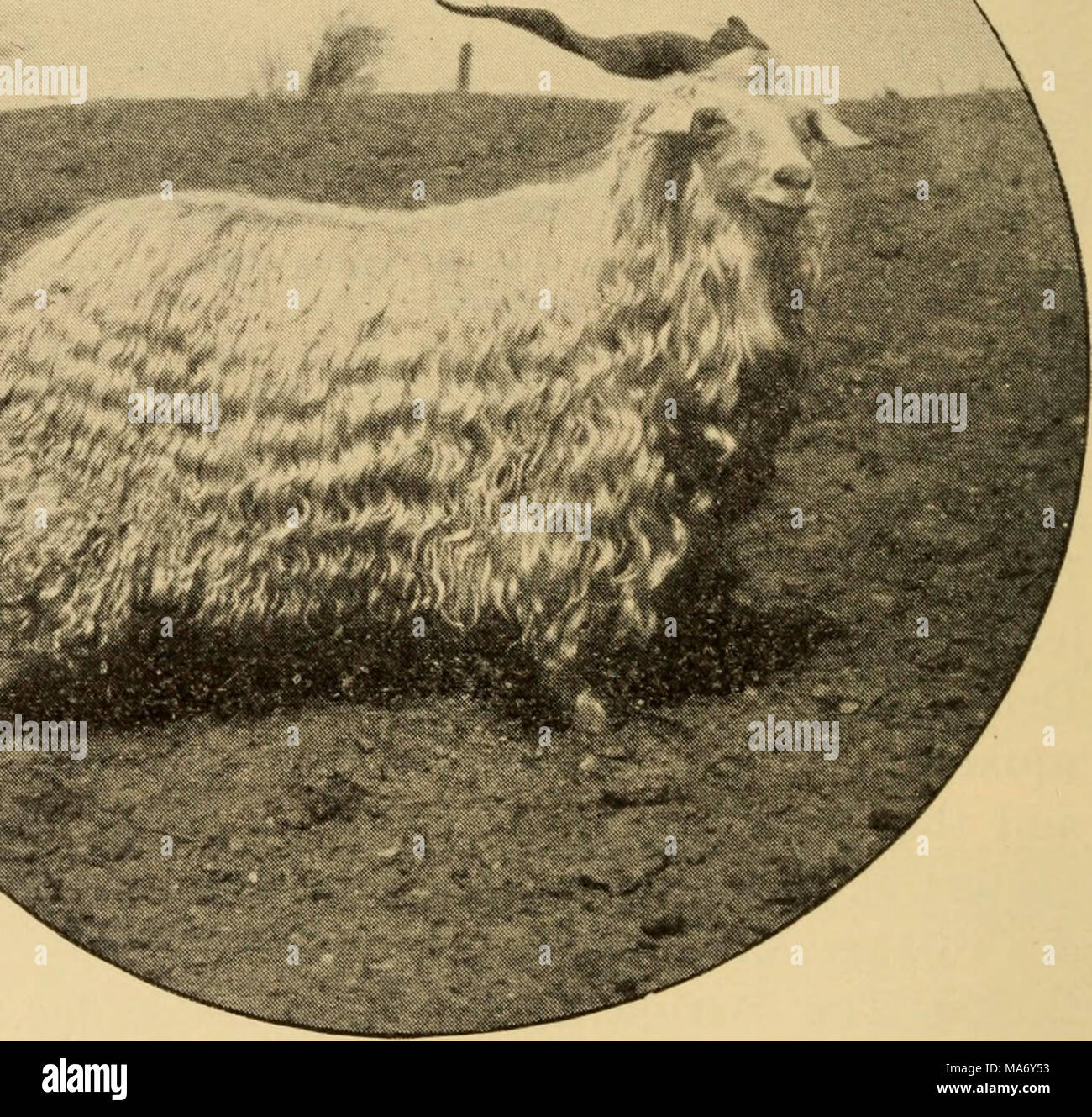 Elementary Principles Of Agriculture A Text Book For The Common Schools N M Fig 148 A Famous Angora Goat Nets The Leg Rib And Loin Cuts Include Nearly Three Fourths Of