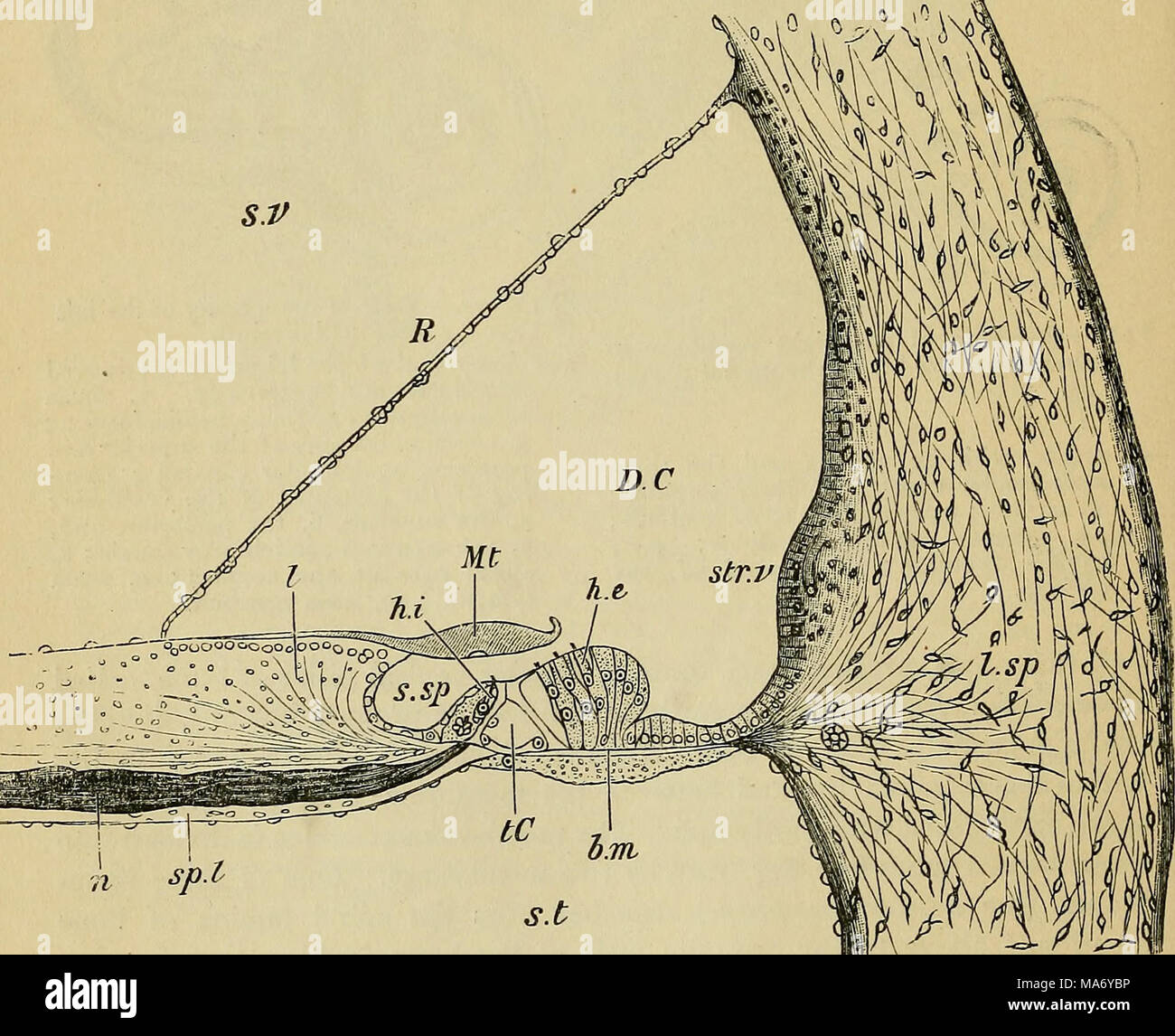 Elementary physiology . Fig. 121.—Vertical section of the first turn of the  human cochlea. (G. Retzius.) s.v. scala vestibuli; s.t., scala tympani;  D.C, canal of the cochlea; sp.l, spiral 'lamina ;