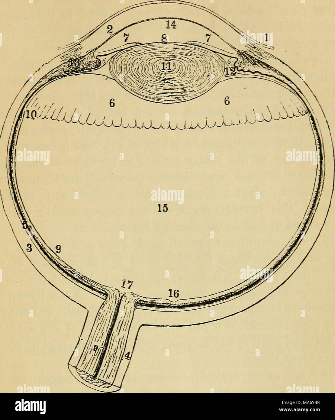 . Elementary physiology . Fig. 123.—View of the human ej'e, divided horizontally through the middle. I, conjunctiva; 2, cornea; 3, sclerotic; 4, sheath of the optic nerve; 5, choroid; 6, ciliary processes ; 7, iris; 8, pupil ; 9, retina ; 10, anterior limit of the retina ; II, crj'stalline lens ; 12, suspensory ligament ; 13, ciliary muscle ; 14, anterior chamber; 15, posterior chamber ; i6, yellow spot; 17, blind spot. is completely filled by a clear jelly-like mass called the vitreous humour. The iris lies in the anterior chamber in front of the lens, and its variable central apertm-e (the p Stock Photo