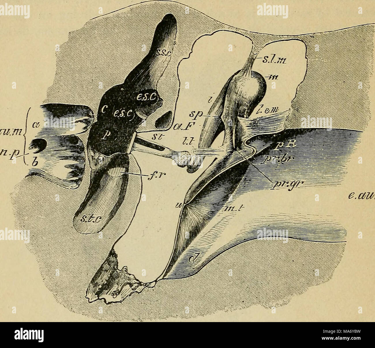 . Elementary physiology . au.m Fig. 117.—Profile view of the left membrana tympani and auditory ossicles from before and somewhat from above. Magnified four times- (E. A. S.) The anterior half of the membrane has been cut away by an oblique slice, m, head of the malleus ; sp, spur-like projection of the lower border of its articular surface ; pr. br, its short process ; pr. gr, root of processus gracilis, cut; s.l.fu, suspensory ligament of the malleus ; l.e.tn, its external ligament ; t.t, tendon of the tensor tympani, cut; i, incus, its long process; st, stapes in fenestra ovalis ; e.au.m, e Stock Photo