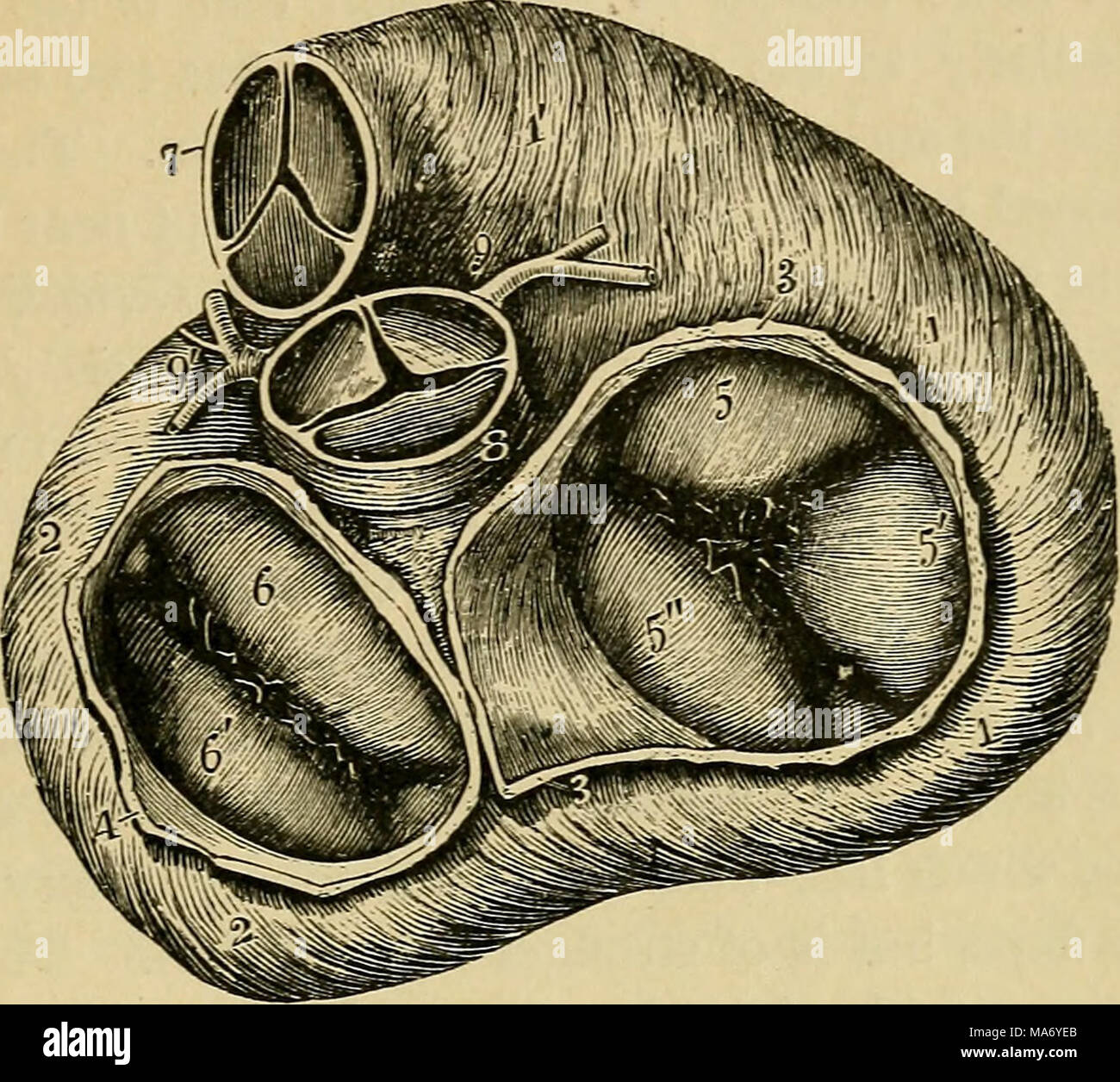 . Elementary physiology . Fig. (>(>.—View of the base of the