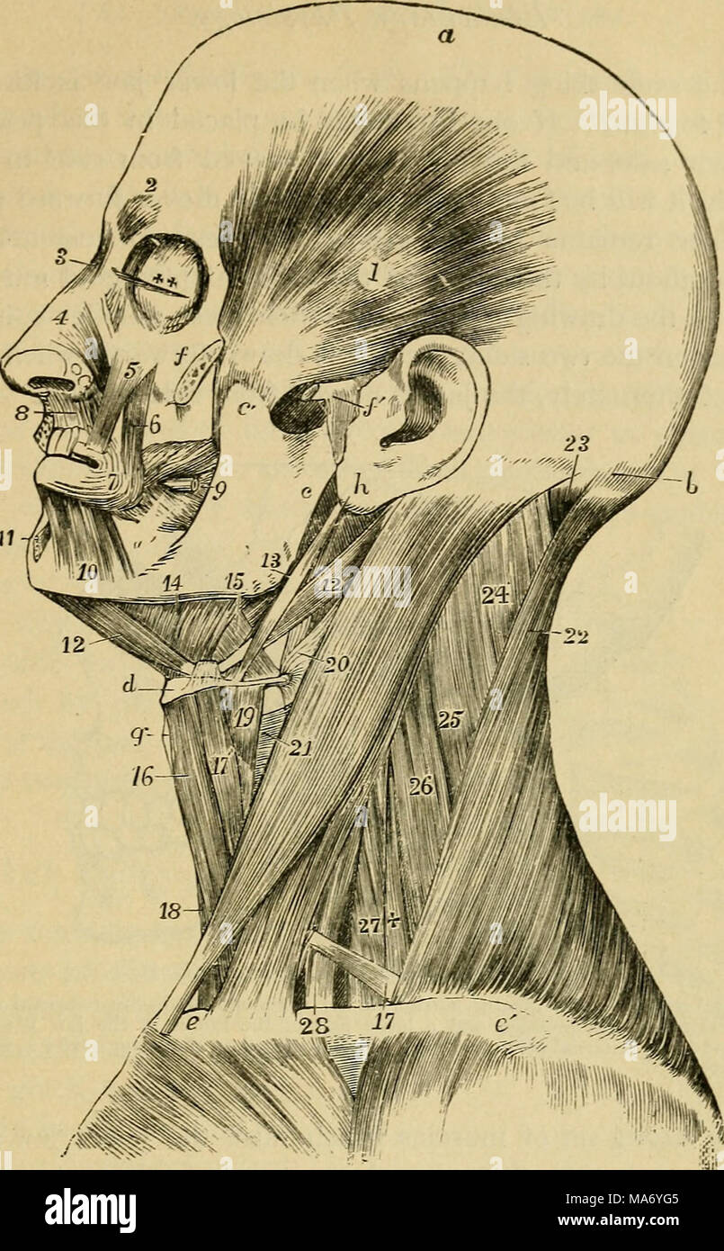 . Elementary physiology . Fig. 15.—Deep muscles of the left side of the head and neck. (^Allen Thomson, after Bourgery.) ^] vertex of head ; /', superior curved line of occipital bone ; c, ramus of lower jaw ; c', its coronoid process ; d, hyoid bone; e, sternal end of clavicle ; e', acromial end ;  /j malar bone divided to show the insertion of the temporal muscle; y', divided zygoma, and external ligament of the jaw ; £; thjToid cartilage ; /i, placed on the lobule of the auricle, points to the styloid process ; i, temporal muscle ; 2, corni- gator supercilii ; 3, pyramidaiis nasi ; 4, compr Stock Photo