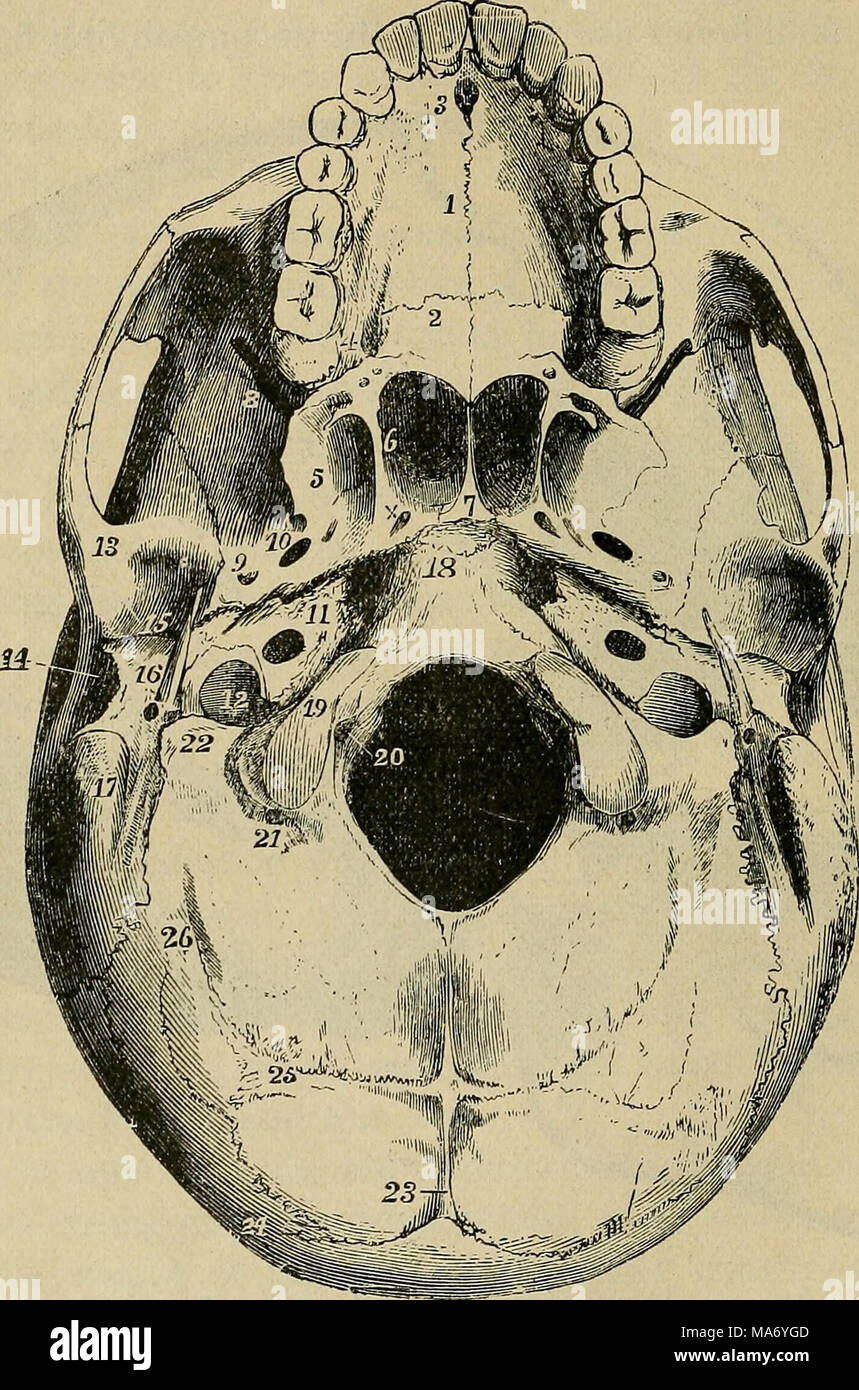 . Elementary physiology . Fig. 13.—External base of the skull. (Allen Thomson.)  I palate plate of the superior maxillary bone ; 2, palate plate of the palate bone ; 7 vomer bone ; 12, jugular foramen ; 13, articular emmence of the temporal bone ; 14, external auditory meatus ; 15, glenoid fossa ; 18, basilar process of the occipital bone; 19, condyle of the occipital bone ; 20, is placed in the foramen magnum , 23, external occipital crest running down from the protuberance ; 24, superior curved line of the occipital bone ; 25, 26, inferior curved line. separately, the skull must be disartic Stock Photo