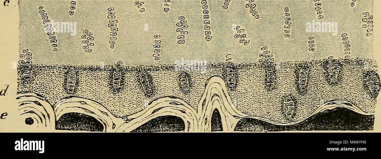 Articular surface hires stock photography and images Alamy