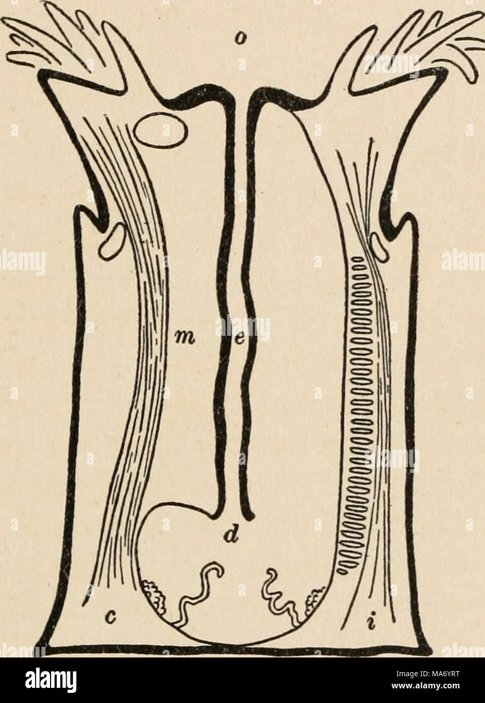 . The elementary nervous system . P FIG. 17.—Diagram of a longitudinal section of the sea-anemone Metridium; the area of attachment is the pedal disc p; in the middle of the oral disc o is the mouth leading into the oesophagus e which opens into the digestive cavity d. The oesophagus is held in place by the mesenteries m when complete c, the incomplete mesenteries i failing to reach this tube. disc, a cluster of tentacles in the center of which is the mouth. The mouth does not open directly into the single large internal space, the digestive cavity, but leads to a somewhat elongated oesophagus Stock Photo