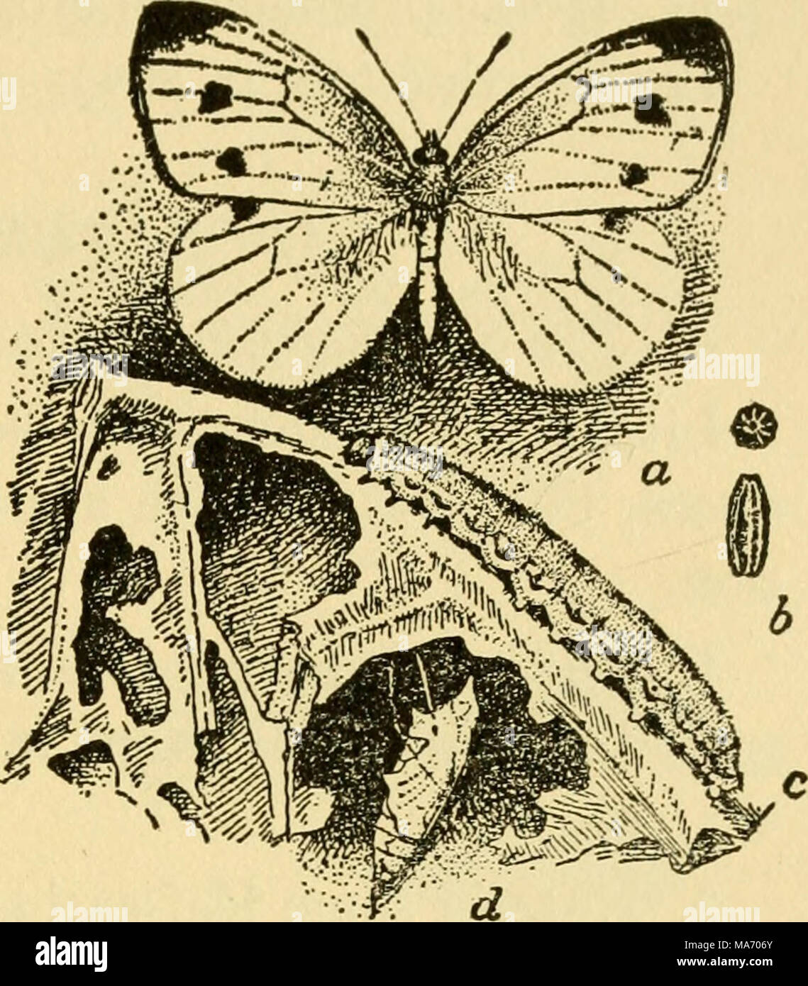 Elementary Lessons On Insects Fig 45 The Cabbage