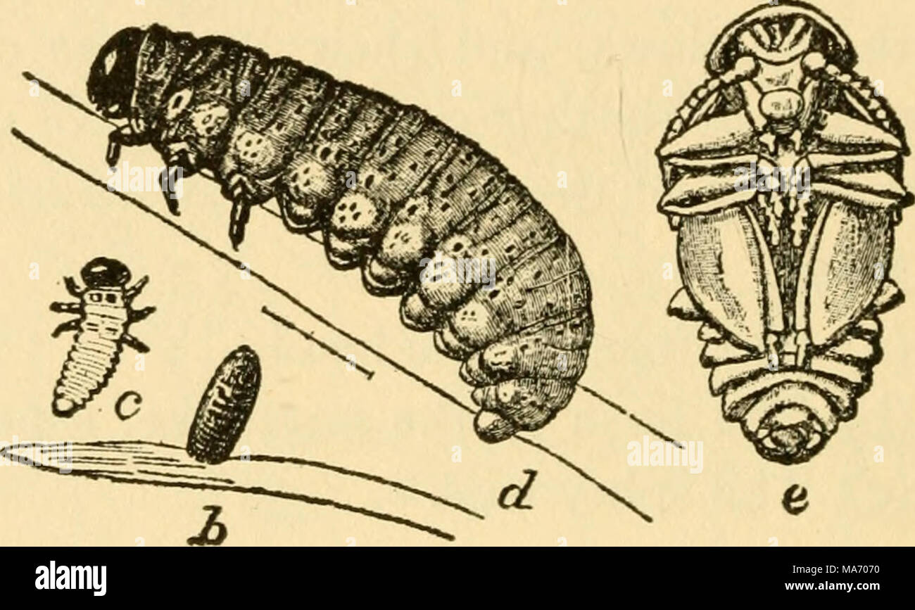 . Elementary lessons on insects . Fig. 42.—The asparagus beetle a