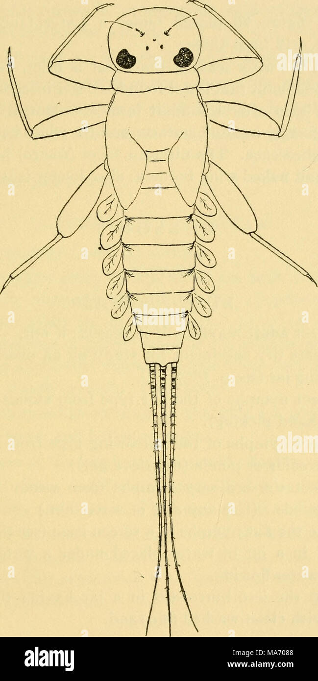 . Elementary lessons on insects . Fig. 22.—The flat nymph of the mayfly Heptagenia eltgantula. Drawing by Elsie Broughton. Stock Photo