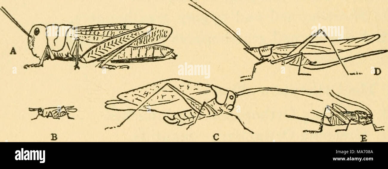 . Elementary lessons on insects . Fig. 14.—Jumping Orthoptera. A, a short-horned grasshopper; B, a pygmy grass- hopper; C, a Katy-did; D, a cone-head grasshopper; E, a field cricket. Let us begin our study of the group with one of the short- horned grasshoppers. There are many kinds of these and several kinds may be found in any corn field or meadow where they eat notches in the edges of the leaves of the corn and the grasses. One familiar gray species rises from the dusty roadside on our approach, and flies away on rustling wings, which show a conspicuous yellow border behind. Stock Photo
