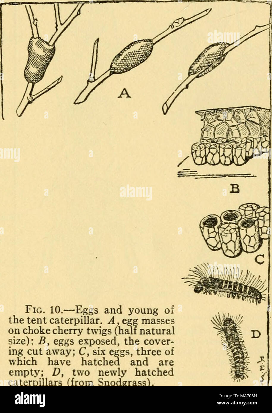 . Elementary lessons on insects . Fig. 10.—Eggs and young of the tent ...