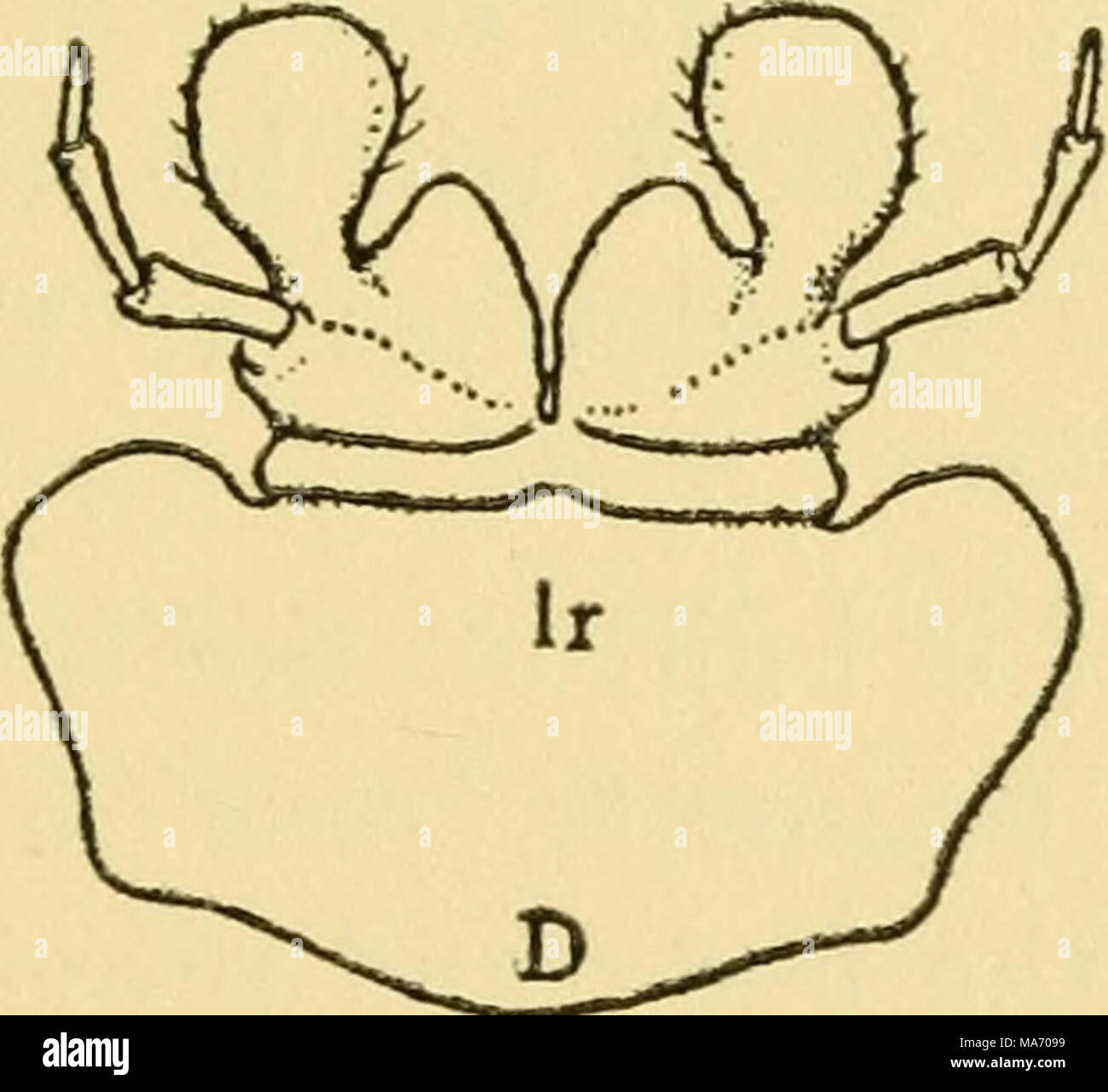 Insect Labium Labeled . Elementary lessons on insects . Ventral aspect of labium B Stock ...