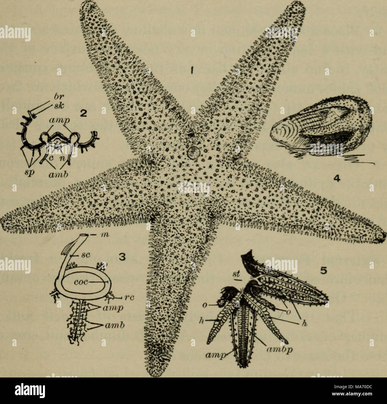 . Elementary lessons in zoölogy : a guide in studying animal life and structure in field and laboratory . Starfish.—1. Starfish (Asterias rmlgaris), a. iirge dried specimen one half natural size. 2. Diagram of cross section of oral part of an arm: br, branchial tentacle; sk, calcareous plate of skeleton (in heavy black) ; sp, spines (those designated are on an adambulacral plate); amp, ampullje; c, radial canal; 7i, radial nerve; amh, ambulacra, or tube feet. 3. Dia- gram of water-vascular system: m, madreporite; sc, stone canal; coc, cir- cumoral canal; re, radial canal; amp, ampulla^; amb,  Stock Photo