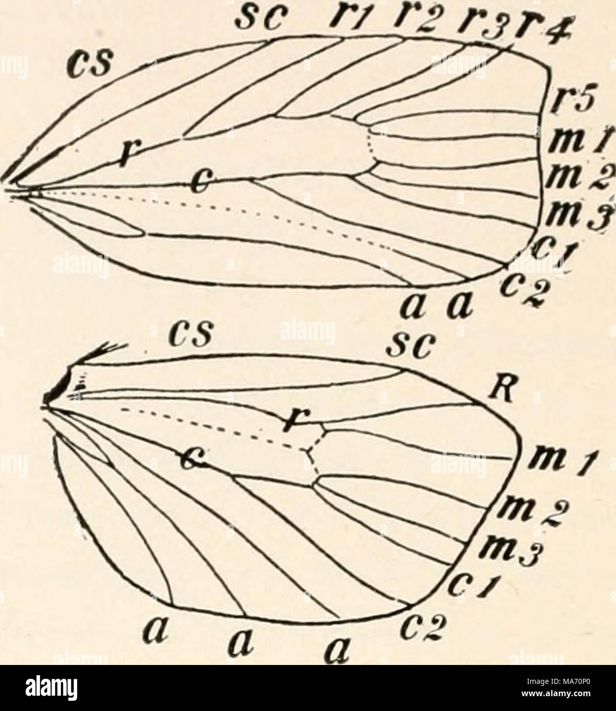 . Elementary entomology . FIG. 438. Venation of a tortricid moth (Cacoecia cerasivorand) (After Comstock, from Kellogg) Stock Photo