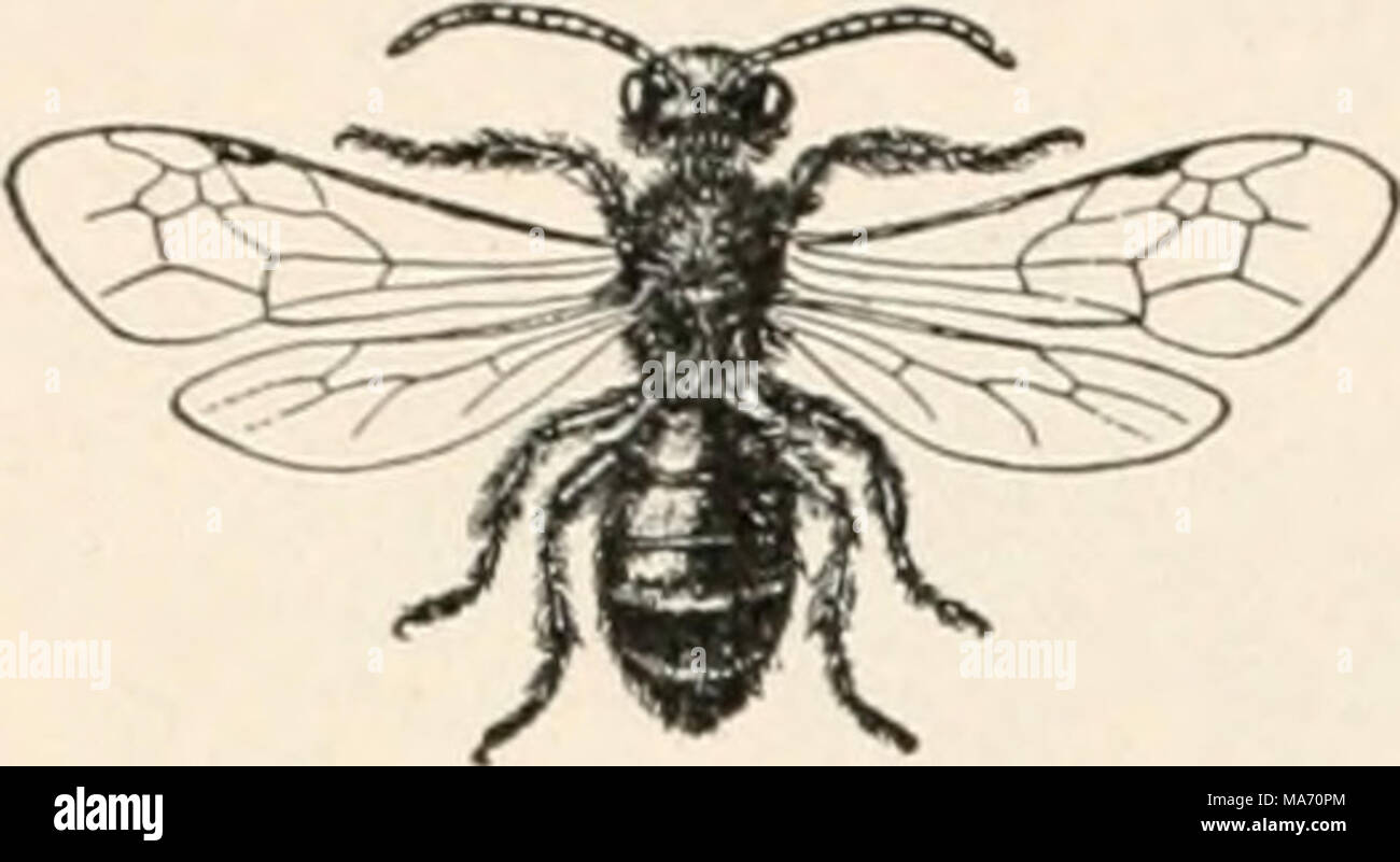 . Elementary entomology . FIG. 426. A common short-tongued bee (An- drena sp.). (Slightly enlarged) Stock Photo