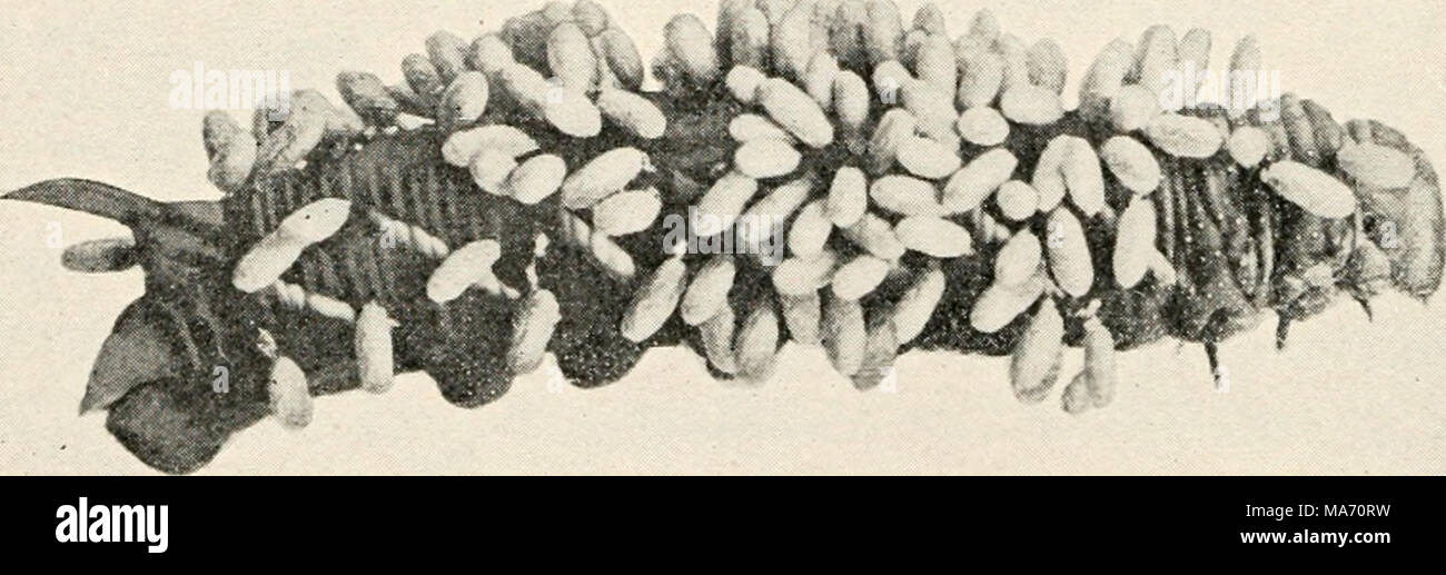 . Elementary entomology . FIG. 400. Sphinx caterpillar with cocoons of ...