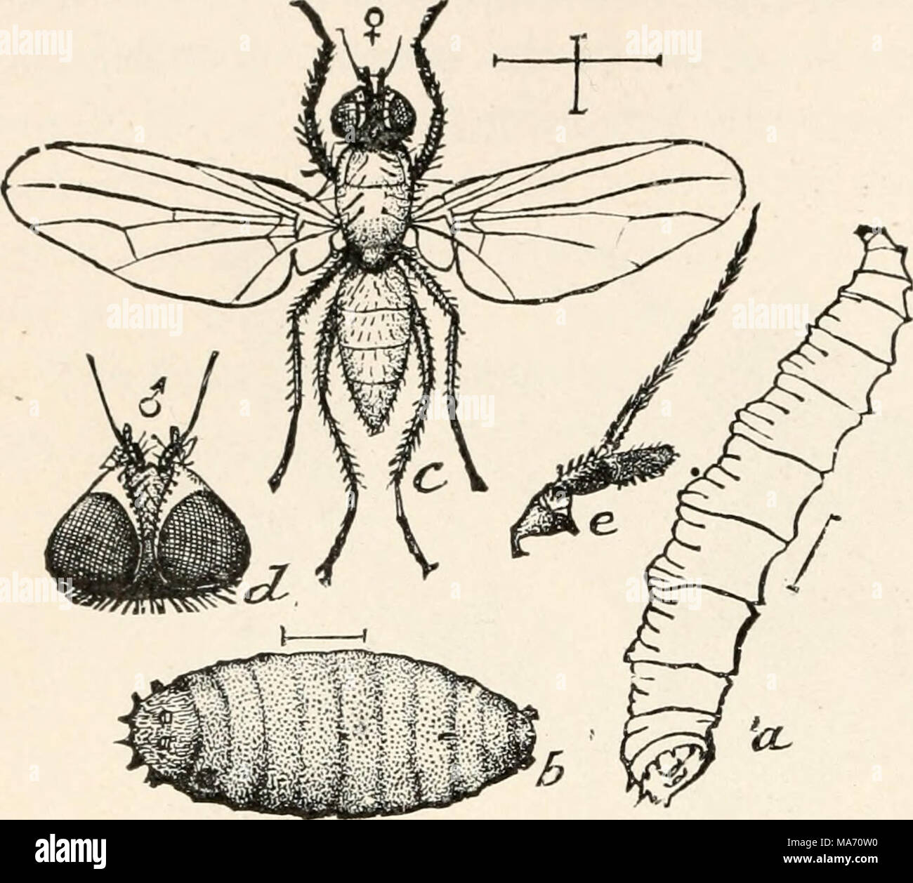 . Elementary entomology . FIG. 378. The cabbage-maggot. (Enlarged) , pupa ; c, adult; d, head ; e, antenna. (After Riley) maggot and onion-maggot are well-known examples of these inju- rious larvae, and wherever small flies are seen hovering around these or other root crops, such as radishes, turnips, beets, etc., Stock Photo