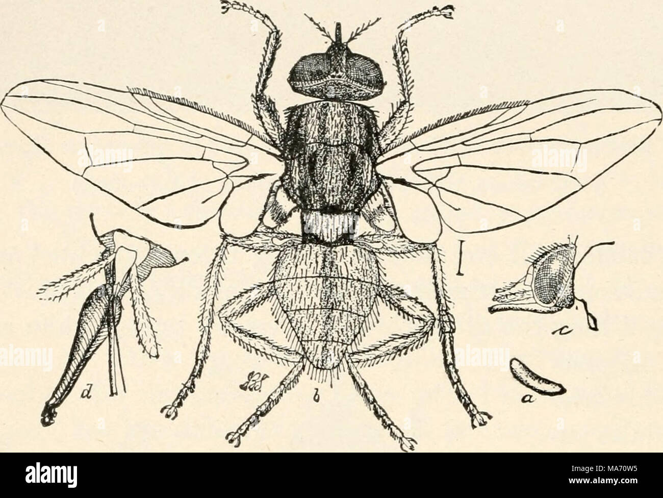 . Elementary entomology . FIG. 375. The hornfly. (Enlarged) f decaying