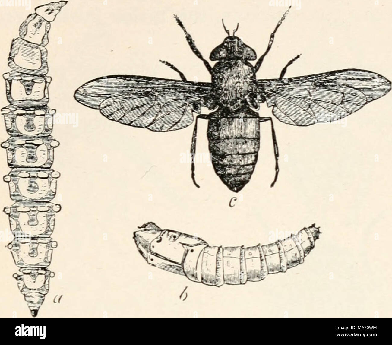 . Elementary entomology . FlG. 361. Horse-fly (Tabanus at rat us} a ...