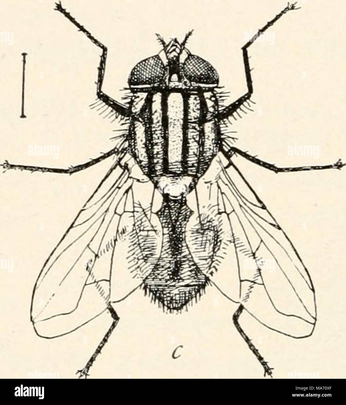 . Elementary entomology . FIG. 346. The house-fly. (Enlarged) a, larva, or maggot; b, puparium ; c, adult. (After Howard, United States Department of Agriculture) single pair of wings (except the male scale insects), and the name of the order becomes significant, being derived from dis (two) and pteron (wing). The hind-wings are replaced by a pair of odd, club-shaped organs, called balancers, or halteres, which seem to be concerned with main- taining the equilibrium of the insect and are, of ccurse, peculiar to this order. A few of the parasitic families are wingless. The mouth-parts have alre Stock Photo