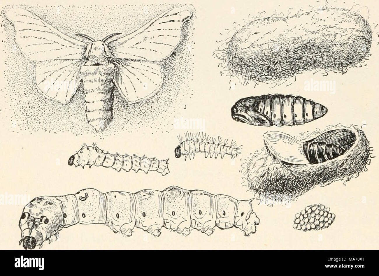 . Elementary entomology . FIG. 335. Life history of silk moth (Bombyx ...