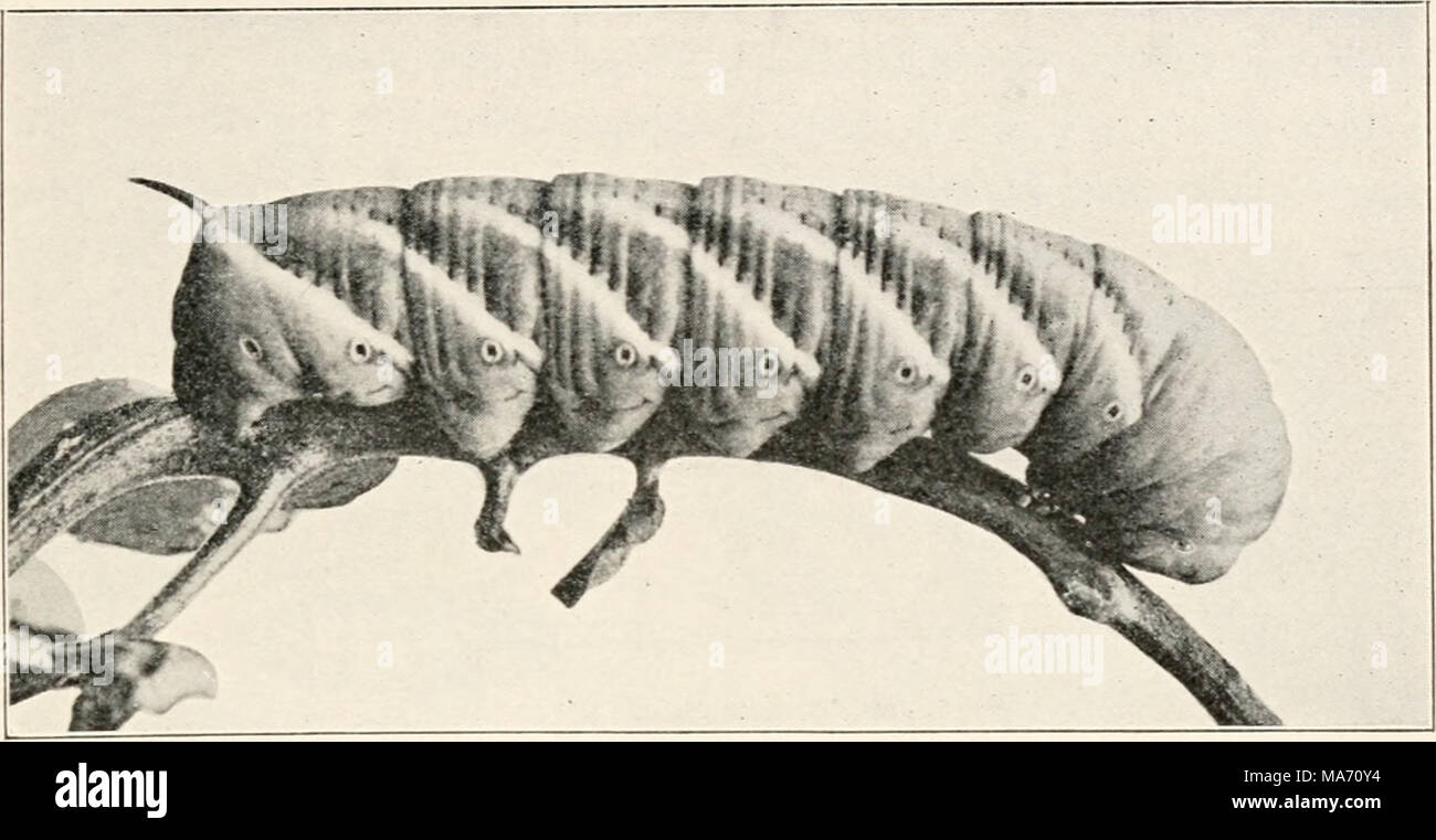 tobacco parasites Insect pests of tobacco in Southern Rhodesia Stock Photo