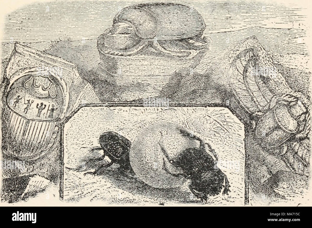 . Elementary entomology . FIG. 213. Scarab beetle (Aleiichus variolosus} rolling egg-balls of dung, and Egyptian sculptures of Sacred Scarab (After Brehm) Stock Photo