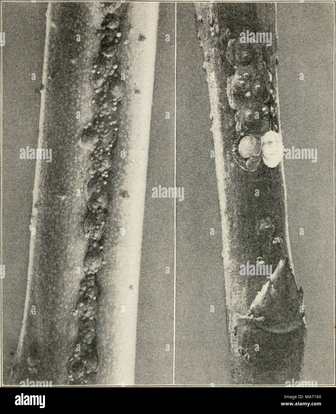 . Elementary entomology . FIG. 188. Peach twigs infested with San Jose ...