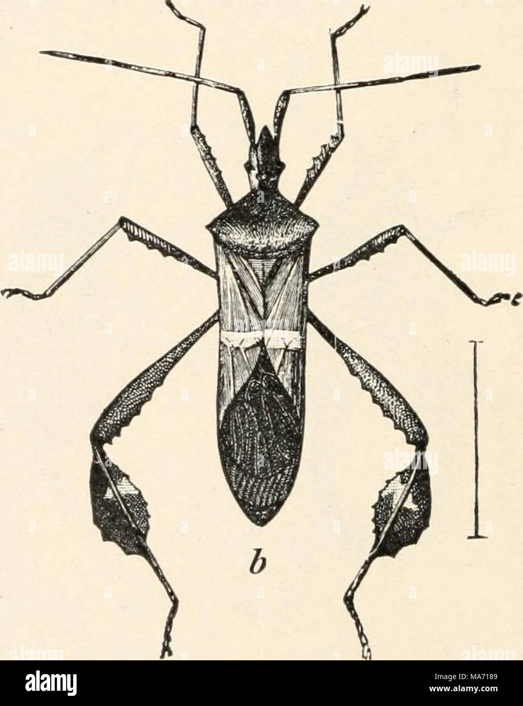 . Elementary entomology . FIG. 163. a, the northern leaf-footed plant-bug (Leptoglossus oppositits}-, b, the banded leaf-footed plant-bug (Leptoglossus phyllopus). (Twice natural size) (After Chittenden, United States Department of Agriculture) The young stages are red but become gray or blackish as they grow older. It is found in all parts of the United States, but has been most seriously injurious in the Mississippi Valley. Stock Photo