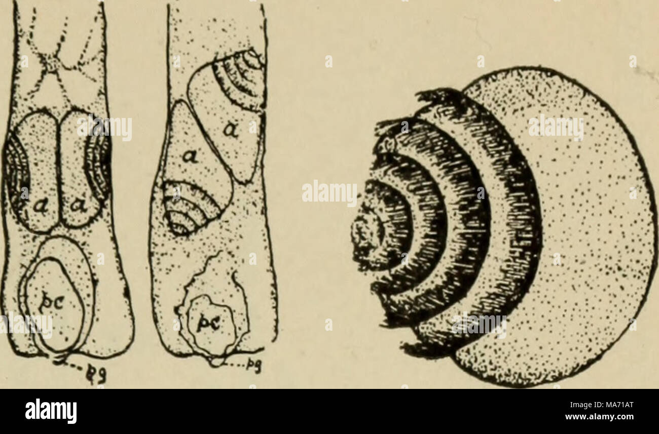 . Elementary botany . Fig. 288. Spermatozoids of zamia in pollen tube j&gt;g, pollen grain; «, a, spermatozoids. (After Webber.) Fig. 289. Spermatozoidof zamia showing spiral row of cilia. (After Webber.) Class 1. Class 2. Class 3. Class 4. Gnetales. Cycadales ; family Cycadaceae. Cycas, zamia, etc. Gingkoales ; family Gingkoaceae. Gingko. Coniferae ; family I. Taxaceae. Taxus, the common yew in the eastern United States, and Torreya, in the western United States, are examples, family 2. Pinaceae. Araucaria (redwood of California), firs, spruces, pines, cedars, cypress, etc. Welwitschia mirabi Stock Photo