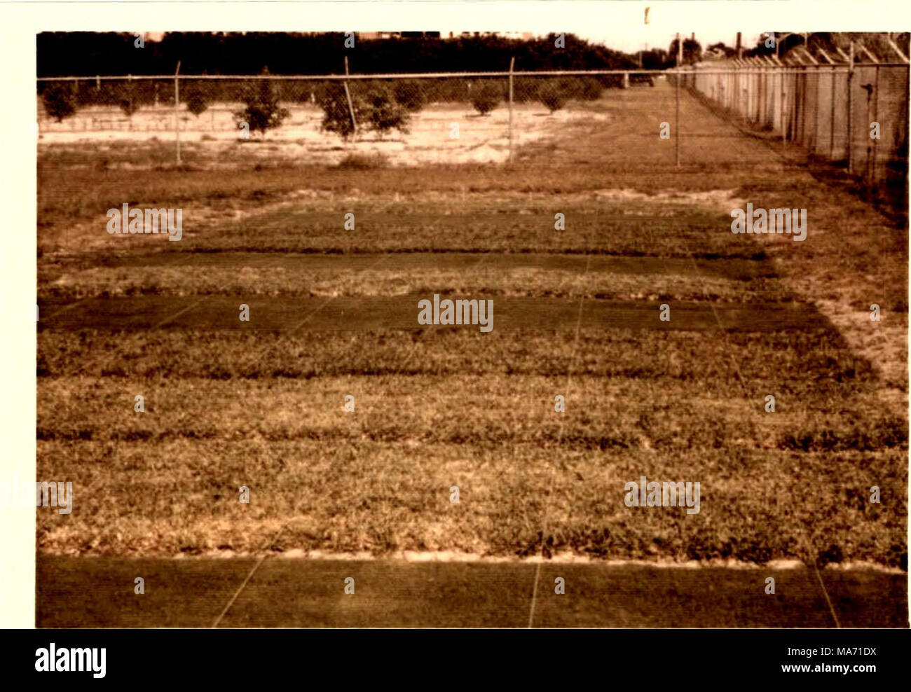 Effects Of Soil Temperature Gradient On Growth And Carbohydrate And Nutrient Element Levels In Three Warm Season Turfgrasses Figure 7 Plots Of Bahia St Augustine And Bermuda Grass Utilized In Outside