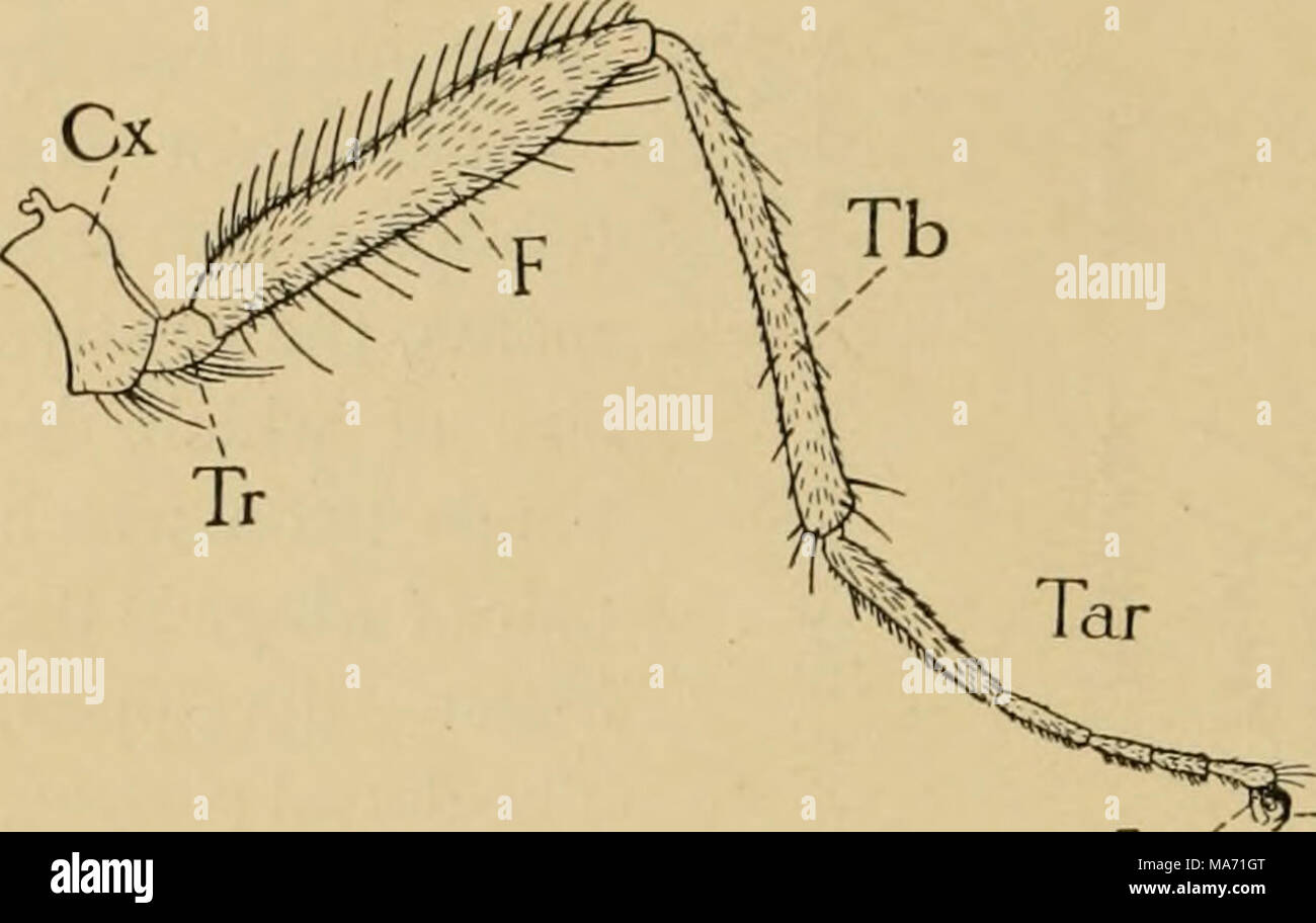 Elementary entomology . Emp^ --Cla Fig. 24. Typical insect lej C.v, coxa ;  C/a, claws ; Emp, empodia ; F^ femur ; Tar, tarsal segments; Tb, tibia;  7)-, trochanter. (After Snodgrass,