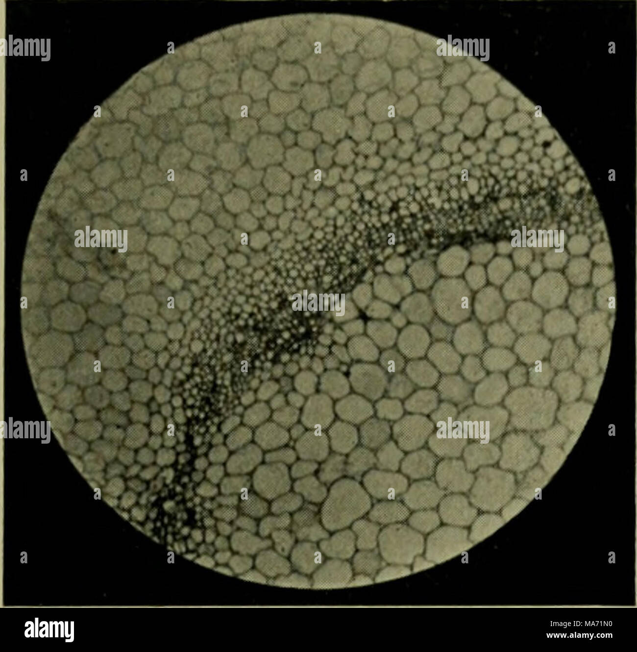 . Effects of the rays of radium on plants Stock Photo Alamy
