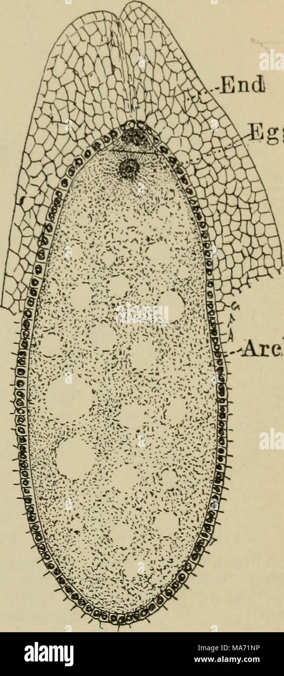 . Elementary botany . ^AreH Fig. 272. Last division of the egg in the white pine cutting off the ventral canal cell at the apex of the archegonium. End, endosperm; Arch, archegonium. theridium. there being no wall formed. The sperm mother cell also passes down the tubular sac, and divides again into two sperm cells, as shown in fig. 270. About this time, or rather a little earlier, with the pollen tube part way through the nucellar cap, winter overtakes it, and all growth ceases until the following spring. 426. Fertilization.—In the spring the advance of the pollen tube con- tinues, and it fin Stock Photo