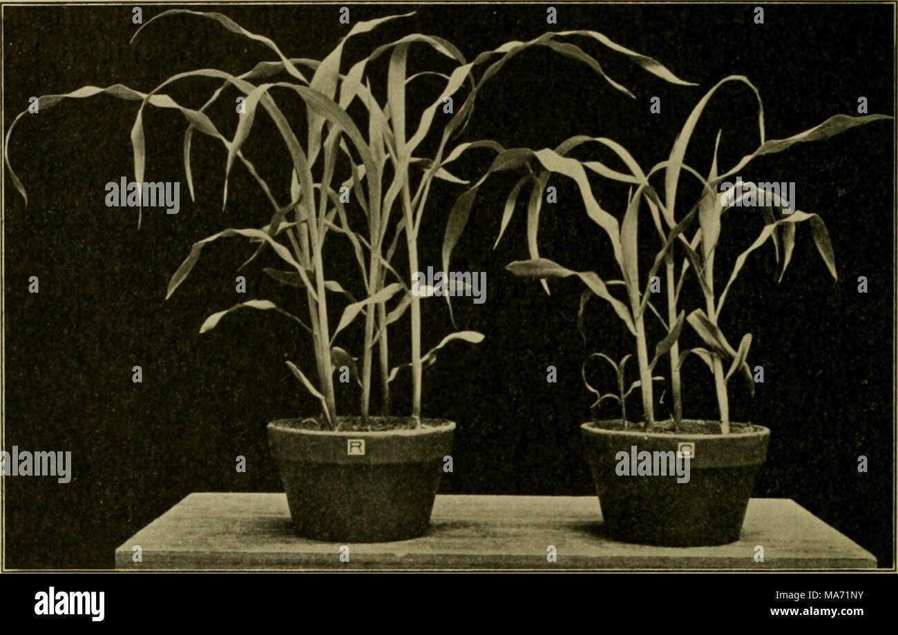 . Effects of the rays of radium on plants . Fig. 45. Experiment 54. Increased Growth of Zca Mays, following a ten-day Retardation, after the Seeds (before planting) were soaked in freshly fallen Rain Water. Summary The experiments show that when corn grains were soaked for 24 hrs. in water exposed for 26.5 hrs. to radium rays growth was accelerated. The water exposed to the stronger radium caused the greater acceleration. With seeds of Lupinus albus similarly treated, the effects were very slight, but the same in kind as with corn. Oats seemed to be slightly retarded at first, but four or five Stock Photo