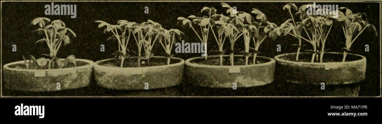 . Effects of the rays of radium on plants . Fig. 19. Expei-iment 27. Effect of Duration of Exposure to Radium Rays on Germination and Growth of Lupinus albus. Length of Exposures, from Left to Right, 72 Hours, 50 Hours, 26 Hours, Control. Cf. figure 20. The lengths of the hypocotyls above the surface of the soil were measured as follows : Oclob er 29, A 10 A. M. B 72 h rs. 50 hrs. 1 6.00 mm . 10.00 mm 2 S.oo 9.00 3 5.00 10.00 4 4-50 lO.OO 5 10.00 just up * 6 12.00 T 1.00 45.50 mm. 50.00 mm. 7.58 mm. 10.00 mm. Poor seed. Discarded. c 26 hrs. 10.00 mm. 11.00 9.00 10.00 11.00 12.00 63.00 mm. 10.5 Stock Photo