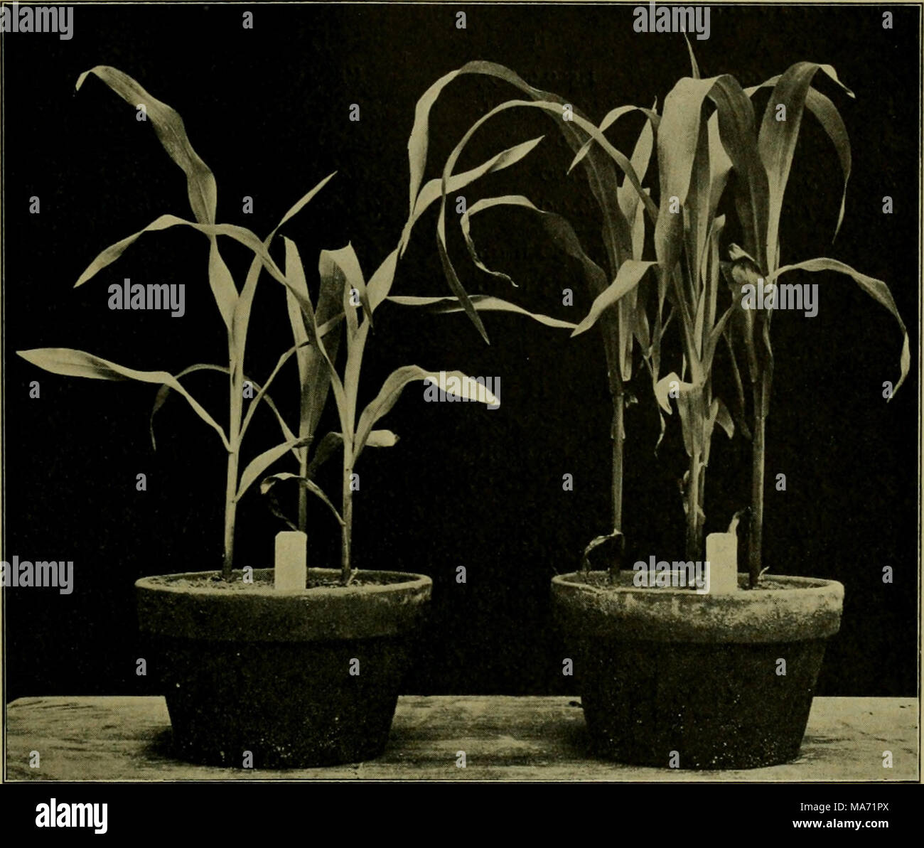 . Effects of the rays of radium on plants . Fig. 15. Experiment 26. Retardation of Growth of Zea Mays by Exposing Grains, before Planting, to a Sealed Glass Tube of Radio-Tellurium. Duration of Exposure, 24 Hours. ^a 3 J II, 10 A.M. A B D E 1,800,000 X 1,500,000 X Ra. Tel. Control I 0.00 mm. 13.50 mm 22.50 mm. 29.50 mm 2 6.00 7.00 17.00 28.00 3 0.00 7.00 0.00 23.00 4 4.00 3.00 20.00 22.50 10.00 mm. 30.50 mm. 59.50 mm. 103.00 mm 5.00 mm. 7.62 mm. 19,83 mm. 25.75 mm Stock Photo