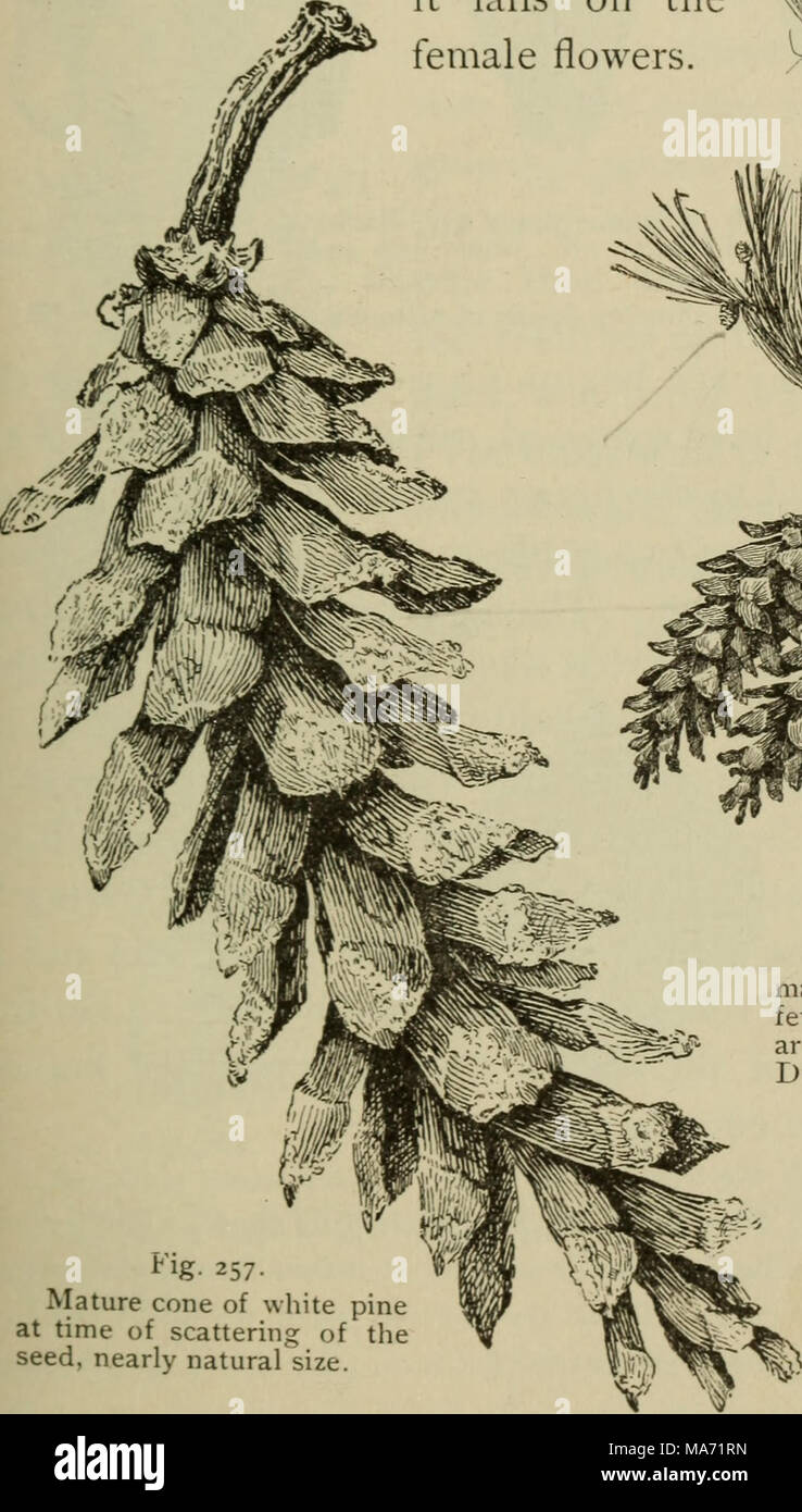 . Elementary botany Stock Photo - Alamy