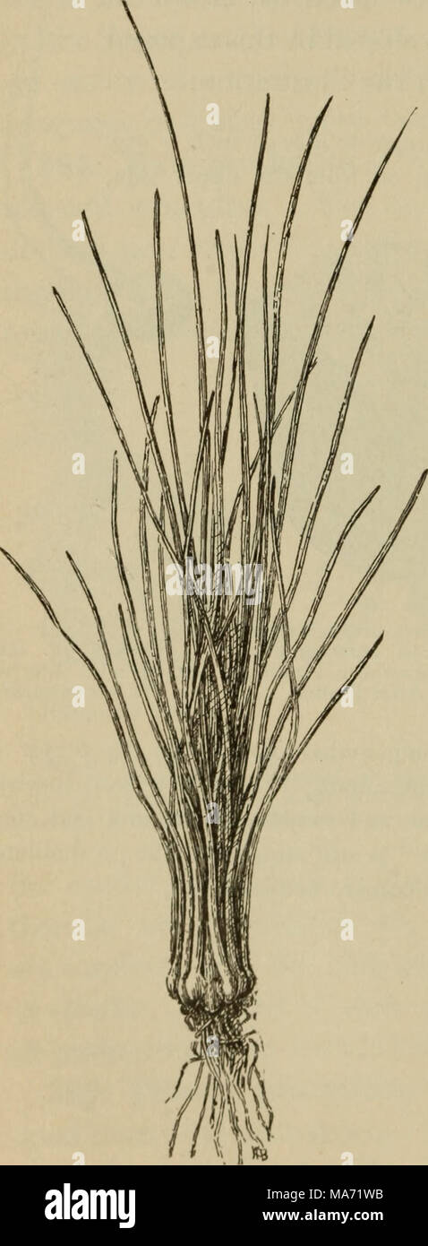 Plant Drawing Triangular . Elementary botany . which is triangular Stock Photo - Alamy
