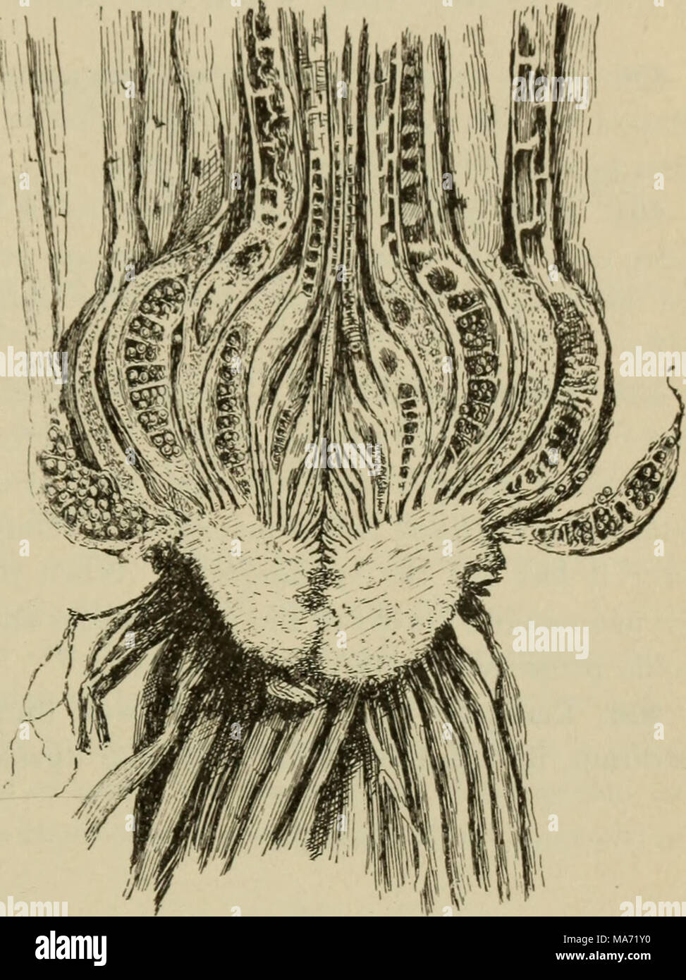 . Elementary botany . Fig. 249. Base of leaf of isoetes, showing sporangium with macrospores. (Isoetes en- gelmannii.) Fig. 250. Section of plant of Isoetes engelmanii, showing cup- shaped stem, and longitudinal sections of the sporan- gia in the thickened bases of the leaves. ure from the other portions of the leaf. This is a sporangium. Beside the spores on the inside of the sporangium, there are strands of sterile tissue which extend across the cavity. This is peculiar to isoetes of all the members of the class of plants to which the ferns belong, but it will be remembered that sterile stra Stock Photo