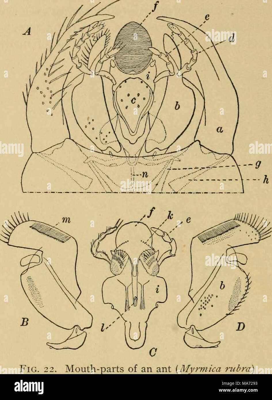 . Elementary entomology . Fig. 22. Mouth-parts of an ant {Myrmica 7iibra A, seen from the lower side in situ; B and D, maxillae; C, labium seen from the upper side, detached ; «, mandible ; b, maxilla; c^ mentum ; d^ maxillary palp; c, labial palp ; /, glossa or tongue ; g, adductor muscle of mandible ; //, abductor muscle of mandible ; ?, labium ; k, gustatory organs ; /, duct of salivary glands; m, maxillary comb; «, gular apodeme. (After Janet, from Wheeler) Stock Photo