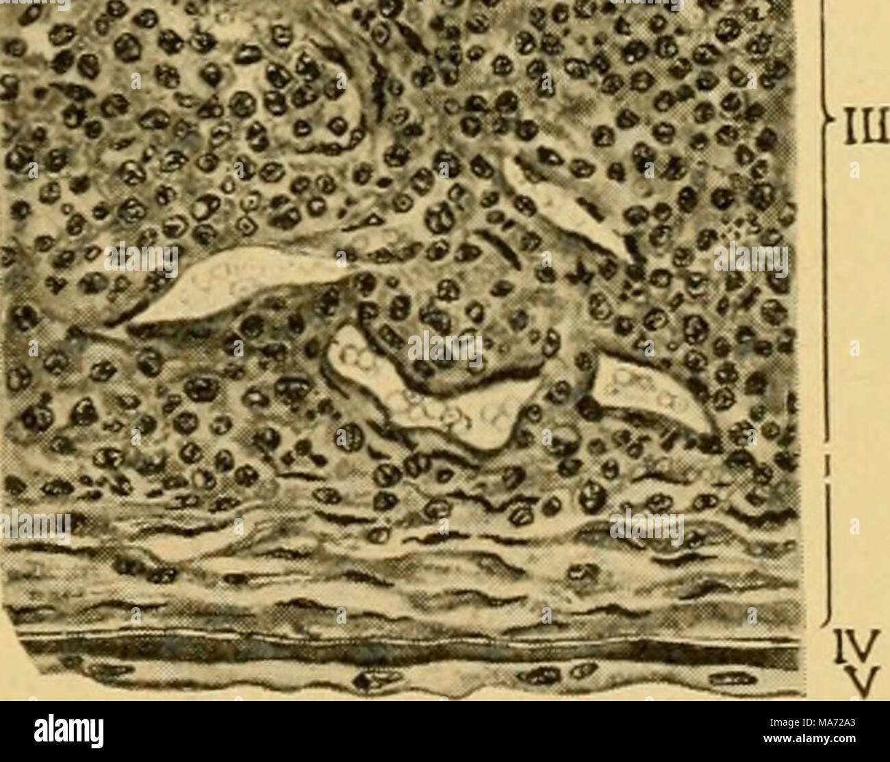 Substantia nigra und ventraler tegmentaler Bereich
