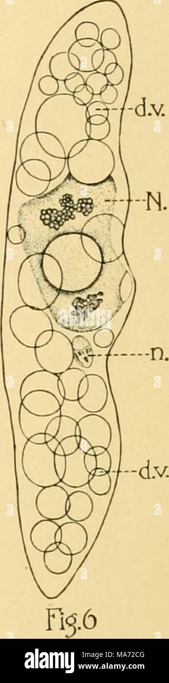 . The effects of inanition and malnutrition upon growth and structure . Fig. 4.—Paramecium after eight days of inanition. The characteristic crescent-shaped curvature of the body appears in this case. The macronucleus (N) and micronucleus (n) have emigrated to the anterior end of the body. Fig. 5.—Paramecium after nine days of inanition. The macronucleus has divided into two spheroidal bodies (N, N), the micronucleus (n) remaining undivided. Fig. 6.—Paramecium after twelve days of inanition, showing the degeneration vacuoles (d.v.), considered characteristic by Wallengren ('02) but not by Lips Stock Photo