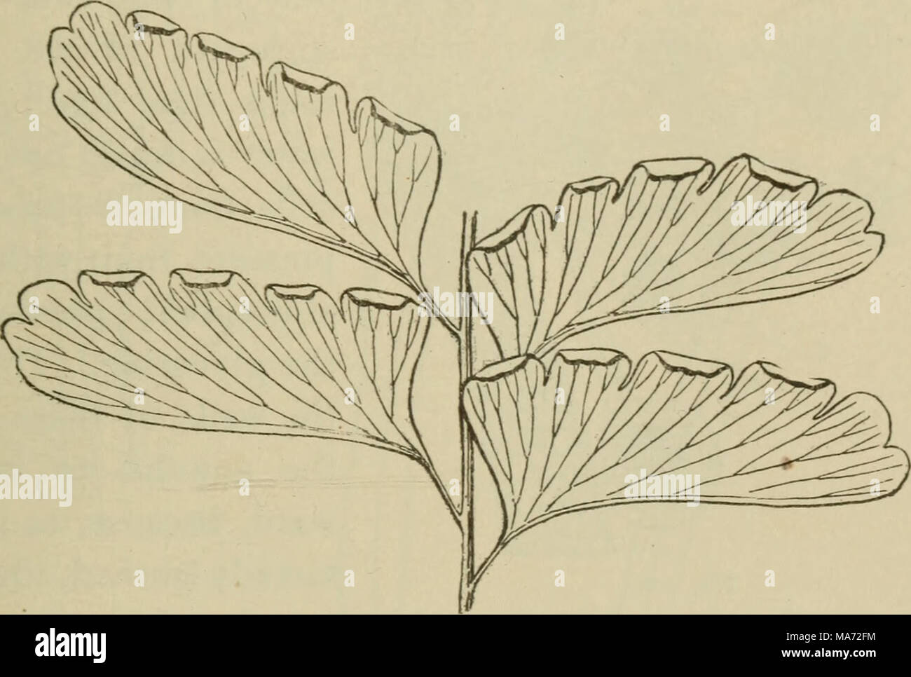 . Elementary botany . Fig. 207. Four pinnae of adiantum, showing recurved margins which cover the sporangia. shown in fig. 211, and soon it snaps quickly, to near its former position, and the spores are at the same time thrown for a consid- erable distance. This movement can sometimes be seen with the aid of a good hand lens. 352. How does this opening and snapping of the sporan- gium take place ?—We are now more curious than ever to see just how this opening and snapping of the sporangium takes place. We should now mount some of the fresh sporangia in water and cover with a cover glass for mi Stock Photo