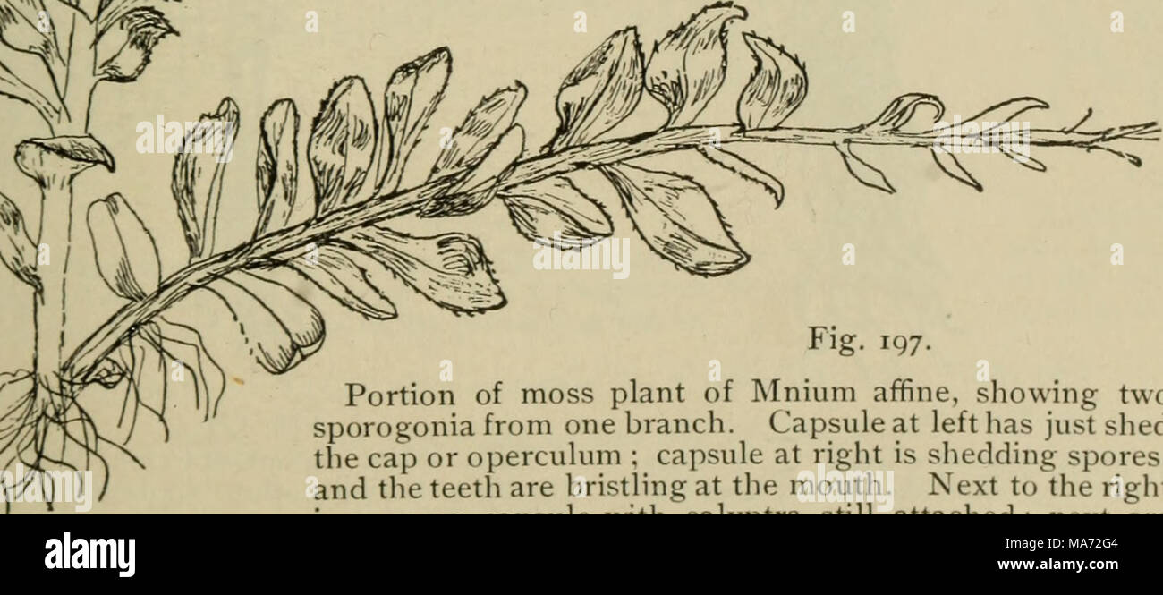 . Elementary botany . Fig. 197. Portion of moss plant of Mnium affine, showing two sporogonia from one branch. Capsule at left has just shed the cap or operculum ; capsule at right is shedding spores, and the teeth are bristling at the mouth. Next to the right is a young capsule with calyptra still attached ; next are two spores enlarged. leafy stem, and is not organically connected with it. This is the dividing line, then, between the gametophyte and the sporo- phyte. We shall find that here the archegonium containing Stock Photo